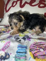 Aiden, a male Yorkshire Terrier for sale in Van Buren, AR – Photo 4 of 7