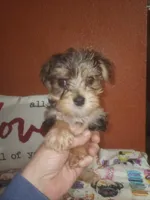 Aiden, a male Yorkshire Terrier for sale in Van Buren, AR – Photo 2 of 10