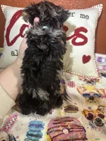 Aiden, a male Yorkshire Terrier for sale in Van Buren, AR – Photo 6 of 7