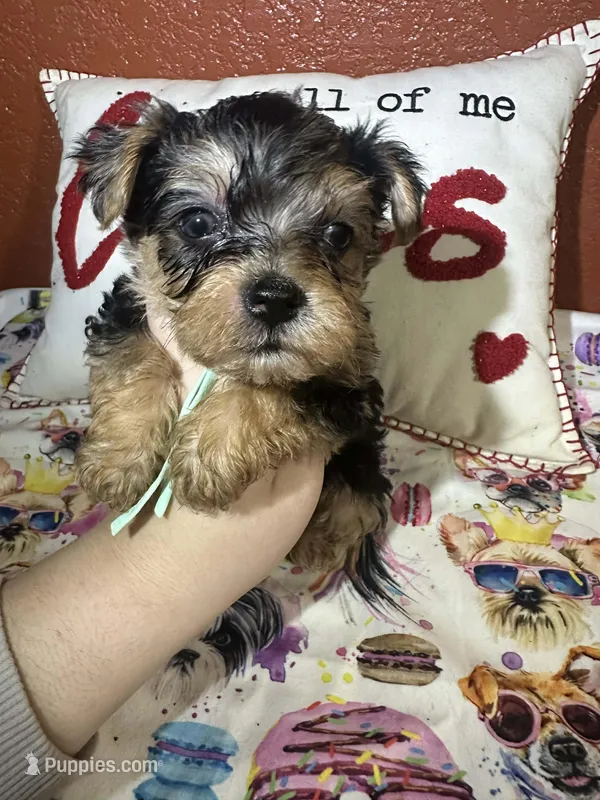 Aiden – Yorkshire Terrier puppy for sale in Van Buren, AR