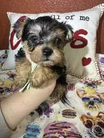 Aiden, a male Yorkshire Terrier for sale in Van Buren, AR – Photo 1 of 7