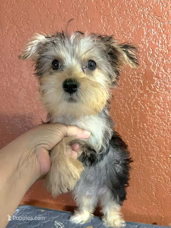 Aiden – Yorkshire Terrier puppy for sale in Van Buren, AR