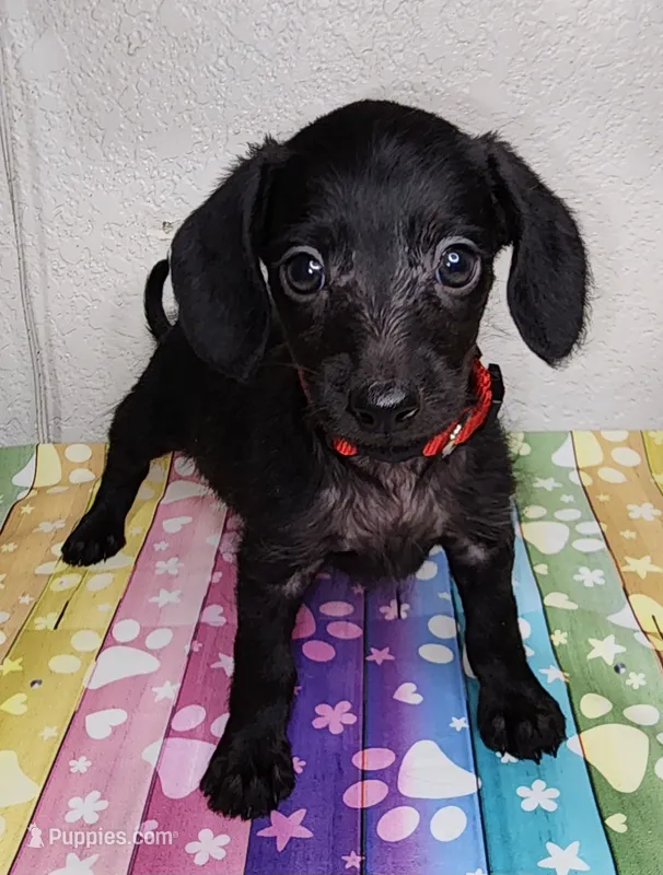 Lil Ann – Doxiepoo puppy for sale in Van Buren, AR