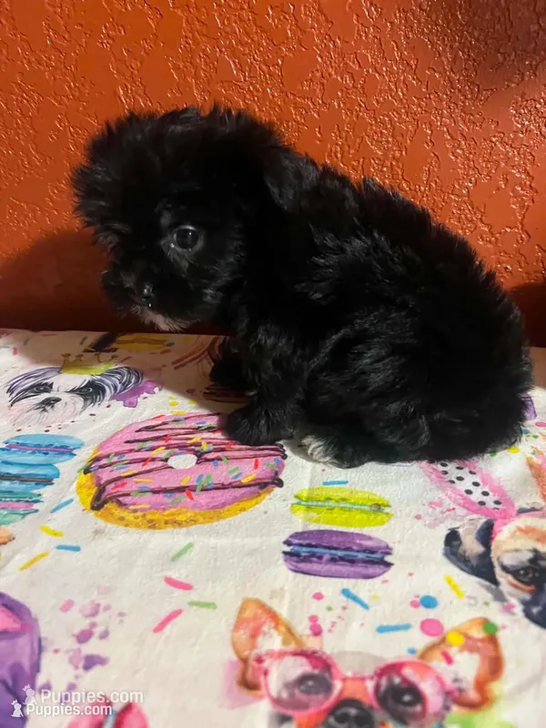 Winston – Yorkshire Terrier puppy for sale in Van Buren, AR