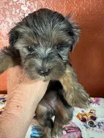 Piper, a female Yorkipoo for sale in Van Buren, AR – 5 of 8