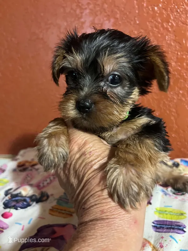 Tucker – Yorkshire Terrier puppy for sale in Van Buren, AR