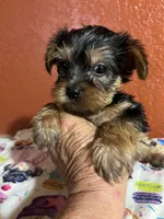 Tucker, a male Yorkshire Terrier for sale in Van Buren, AR – 1 of 8