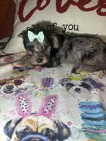 Maggie Mae, a female Yorkipoo for sale in Van Buren, AR – Photo 3 of 6