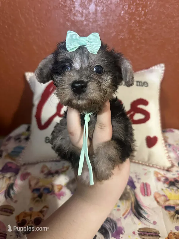 Maggie Mae – Yorkipoo puppy for sale in Van Buren, AR