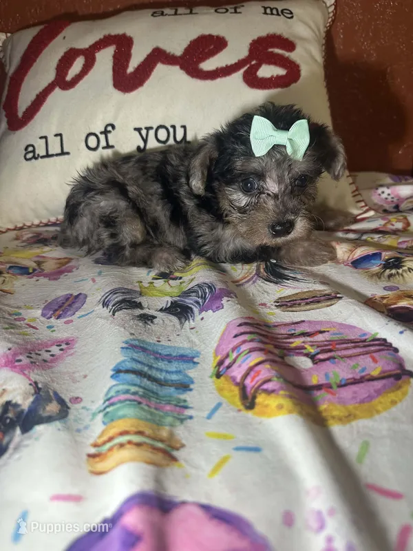 Maggie Mae – Yorkipoo puppy for sale in Van Buren, AR