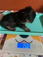 Zara, a female Yorkshire Terrier for sale in Van Buren, AR – 5 of 8