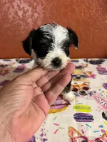 Mouser , a male Yorkshire Terrier for sale in Van Buren, AR – 3 of 6