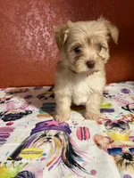 Duke, a male Yorkipoo for sale in Van Buren, AR – 5 of 7
