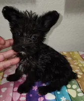 Abbi, a female Yorkipoo for sale in Van Buren, AR – 1 of 7