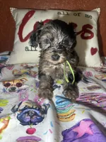 John David, a male Yorkipoo for sale in Van Buren, AR – Photo 4 of 7