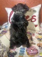 John David, a male Yorkipoo for sale in Van Buren, AR – Photo 7 of 7