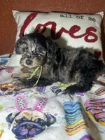 John David, a male Yorkipoo for sale in Van Buren, AR – Photo 5 of 7