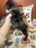 John David, a male Yorkipoo for sale in Van Buren, AR – Photo 6 of 7