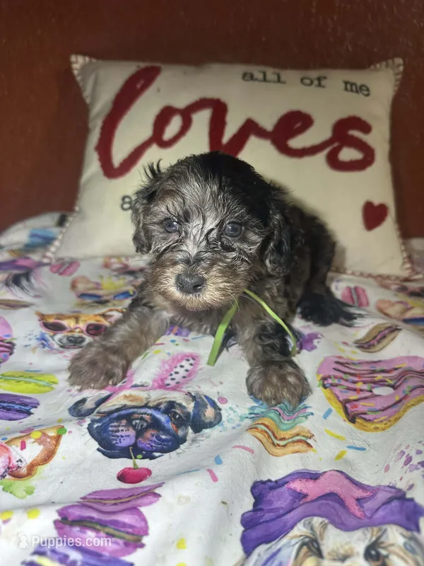 John David – Yorkipoo puppy for sale in Van Buren, AR