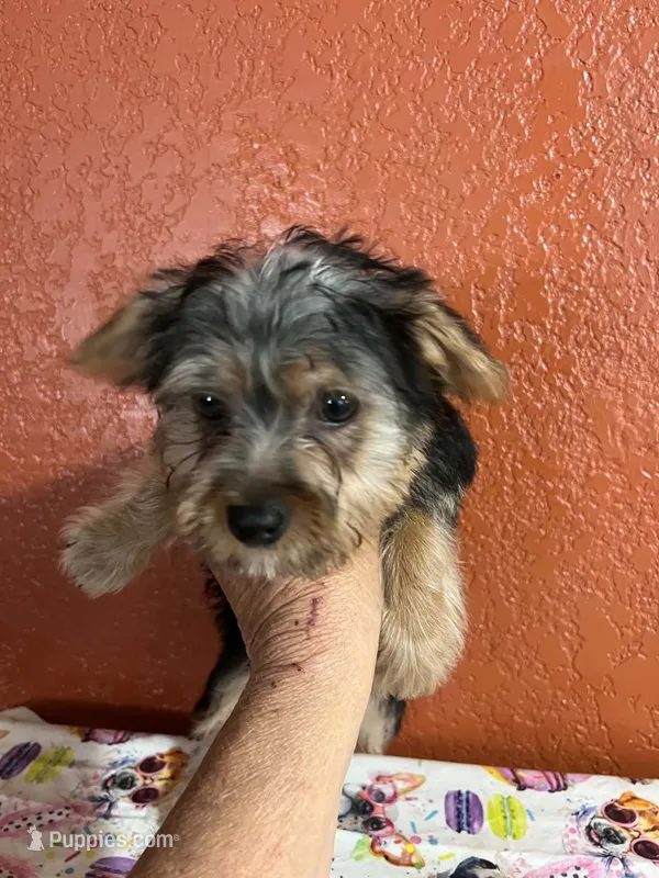 Zeus – Yorkshire Terrier puppy for sale in Van Buren, AR