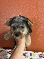 Zeus, a male Yorkshire Terrier for sale in Van Buren, AR – 1 of 8