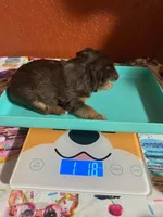Mia, a female Yorkshire Terrier for sale in Van Buren, AR – 6 of 8