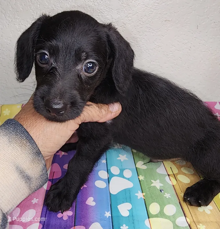 Cole – Doxiepoo puppy for sale in Van Buren, AR