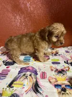 Rowdy, a male Yorkipoo for sale in Van Buren, AR – 4 of 7