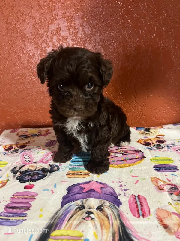 Max – Yorkipoo puppy for sale in Van Buren, AR