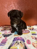 Max, a male Yorkipoo for sale in Van Buren, AR – 1 of 7