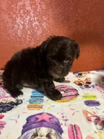 Max, a male Yorkipoo for sale in Van Buren, AR – 4 of 7