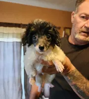 Mimi, a female Yorkipoo for sale in Van Buren, AR – 5 of 6