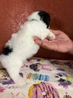 Porter, a male Yorkipoo for sale in Van Buren, AR – 6 of 8
