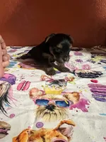 Grace, a female Yorkshire Terrier for sale in Van Buren, AR – 2 of 10