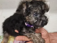 Emma, a male Yorkipoo for sale in Van Buren, AR – 2 of 7