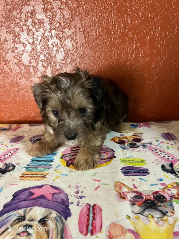 Jasper – Yorkipoo puppy for sale in Van Buren, AR