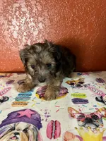 Jasper, a male Yorkipoo for sale in Van Buren, AR – 1 of 7