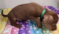 Zang, a male Doxiepoo for sale in Van Buren, AR – 2 of 6