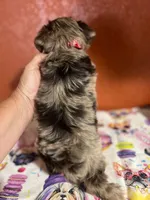 Jobe, a female Yorkipoo for sale in Van Buren, AR – 2 of 7