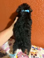 Cooper, a male Yorkipoo for sale in Van Buren, AR – 4 of 4