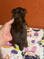 Finn, a male Yorkshire Terrier for sale in Van Buren, AR – 5 of 8