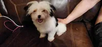 Mimi, a female Yorkipoo for sale in Van Buren, AR – 6 of 6