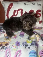 Charlie Brown, a male Yorkshire Terrier for sale in Van Buren, AR – Photo 3 of 8