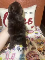 Charlie Brown, a male Yorkshire Terrier for sale in Van Buren, AR – Photo 4 of 8