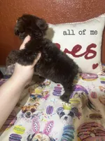 Charlie Brown, a male Yorkshire Terrier for sale in Van Buren, AR – Photo 2 of 8