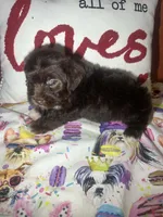 Charlie Brown, a male Yorkshire Terrier for sale in Van Buren, AR – Photo 5 of 8