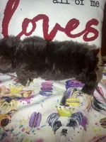 Charlie Brown, a male Yorkshire Terrier for sale in Van Buren, AR – Photo 6 of 8