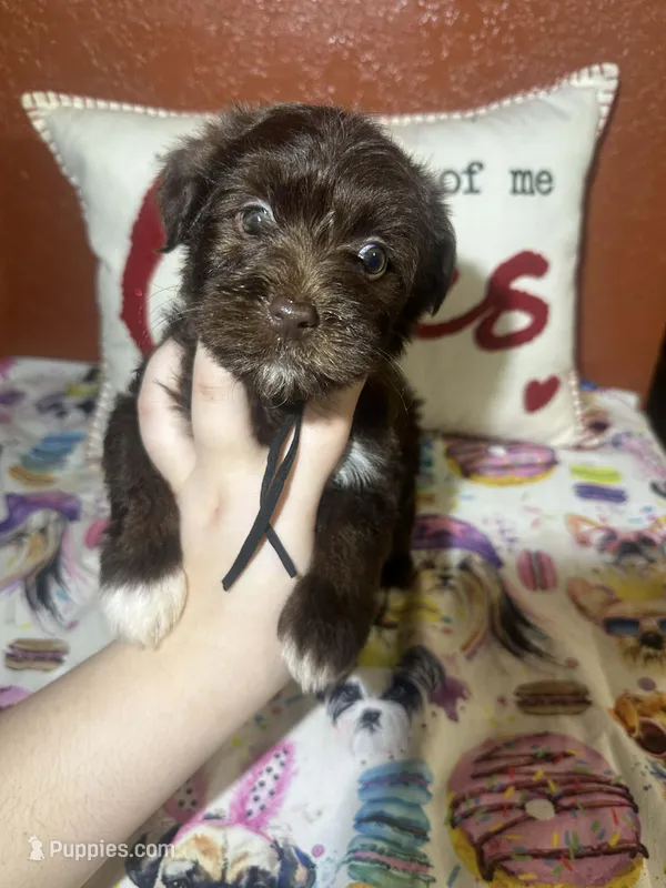 Charlie Brown – Yorkshire Terrier puppy for sale in Van Buren, AR