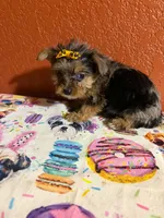 Gracie, a female Yorkipoo for sale in Van Buren, AR – 2 of 6