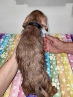 Wally, a male Doxiepoo for sale in Van Buren, AR – 4 of 6